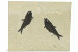 Multiple Fossil Fish (Knightia) Plate - Wyoming #222844-1